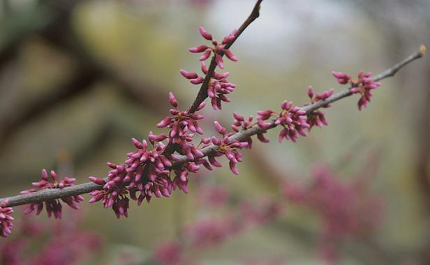 Eastern redbud