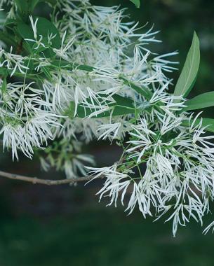 Fringetree