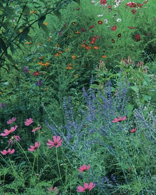 vibrant flowers for drying