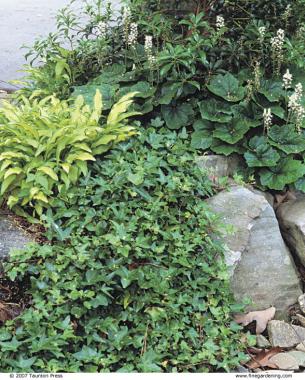 Plants are tucked in among the stones