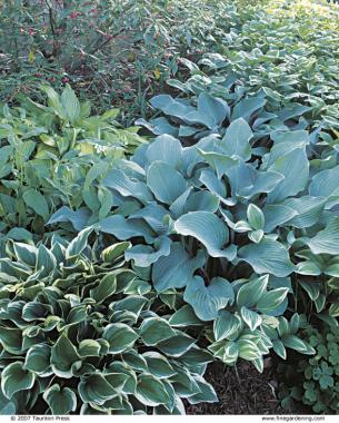 ‘Krossa Regal’ with striped Solomon’s seal (Polygonatum odoratum ‘Variegatum’), blue comfrey (Symphytum caucasicum), and variegated Hosta ‘Torchlight’.