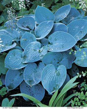 The bold leaves of hosta are softened by the delicate, lacy leaves of ferns.