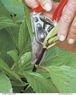 Cut a stem about one inch below the second leaf node.