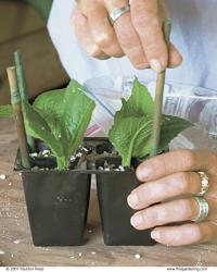 Place stakes at the corners of each tray to support the roof of your mini-greenhouse.