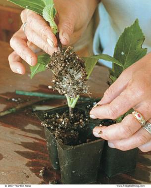 Monitor cuttings weekly for root development. 