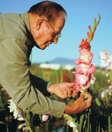 How to breed Gladiolus hybrids