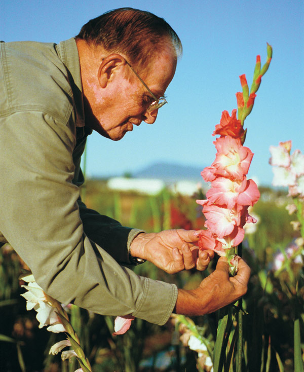 Remove the petals to prepare the flower for pollination.