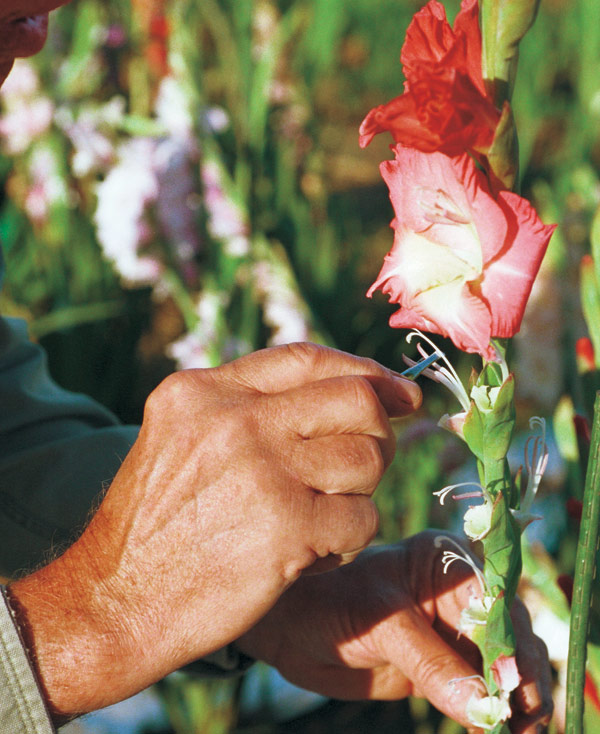 With tweezers, snap off the stamens. 