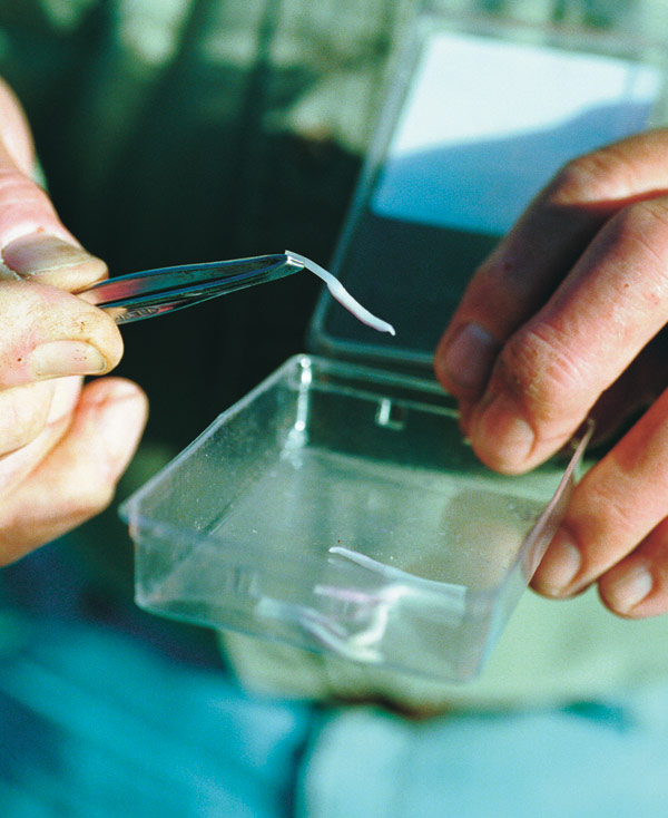 For protection, transport stamens in a small container.