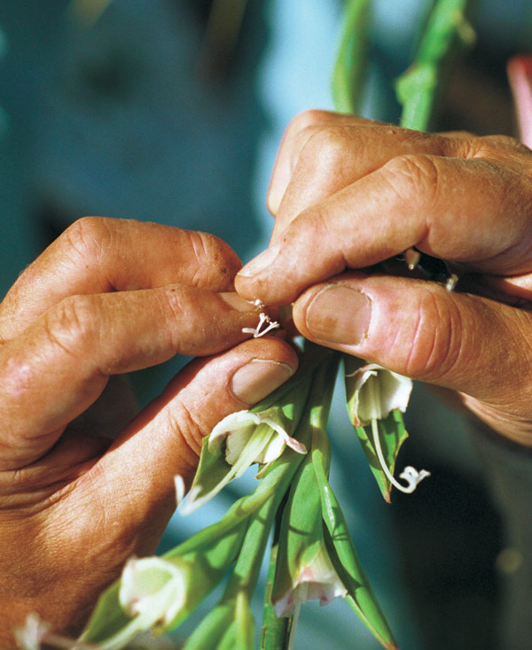  Apply a tiny dab of pollen to the sticky surface of the stigma (at the tip of the pistil) of the seed parent.