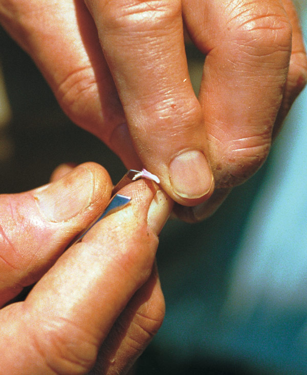 Carefully scrape the pollen from the anther and place it on your fingertip.