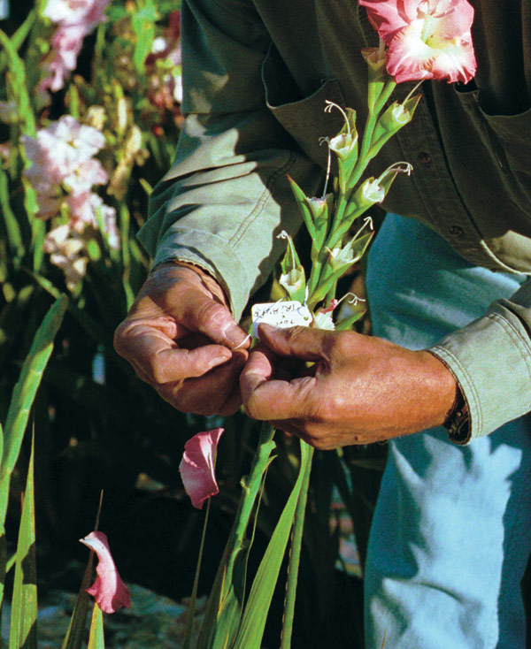 Attach a tag to the plant that you just pollinated, noting both the pollen and seed parents. 