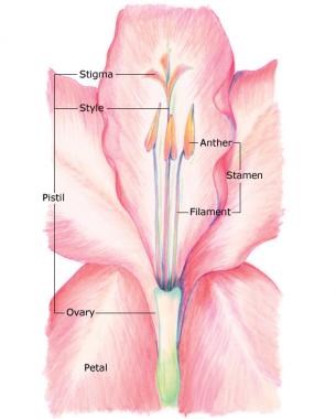 Diagram of Gladiolus Hybrids