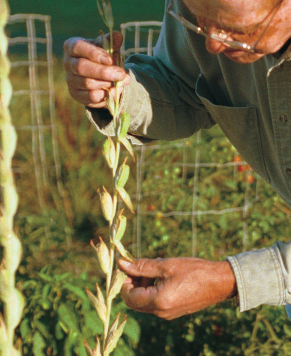 As seedpods mature, they will become plump and turn brown.