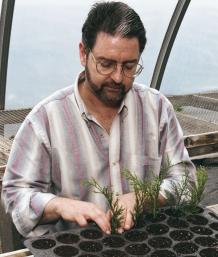 man placing cuttings into pots in a tray 