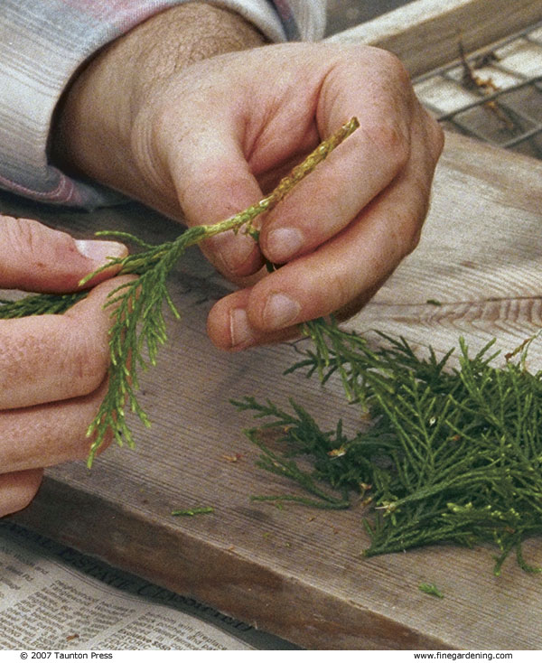 Remove side shoots along the bottom 2 inches of the cutting, then trim any remaining stubs with a sharp, sterile knife.