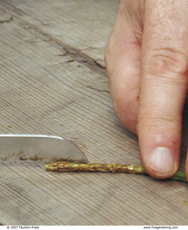 Wound the cuttings by making two vertical cuts (on opposite sides of the stem) about 1 inch long at the base