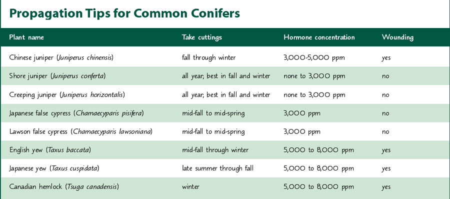 chart of propagation tips for common conifers