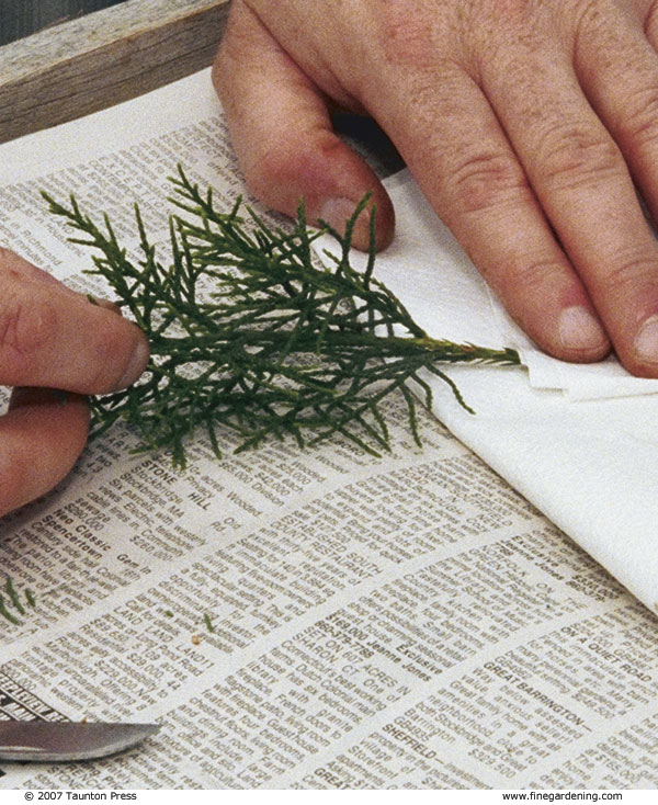 Pat the cutting dry with a paper towel