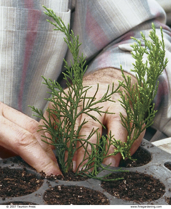 Stick one cutting in each pot of the tray and press the soil to secure it in place