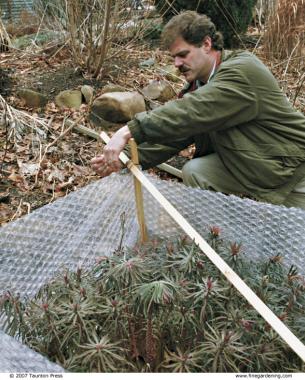 The author makes a miniature greenhouse for a prized euphorbia with scrap wood and plastic bubble wrap