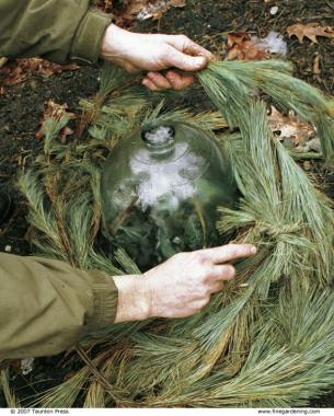 The author places pine boughs around the cloche keep it from heating up on sunny days.