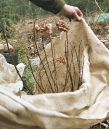 The author drapes burlap around the hydrangea plant several times.