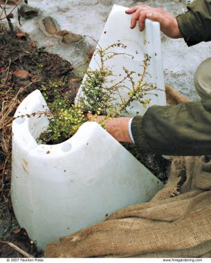 The author wraps burlap over the water-filled, hard-shelled plastic structure used to keep out snow and freezing rain