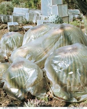 wood-and- plastic houses (rear) to insulate tender succulents, as well as simple plastic wraps secured with twine (front).