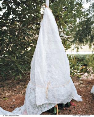 A lightweight floating row cover is used to insulate a camellia