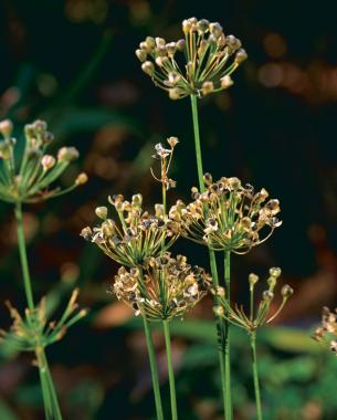 close up of seed heads maturing on a plant