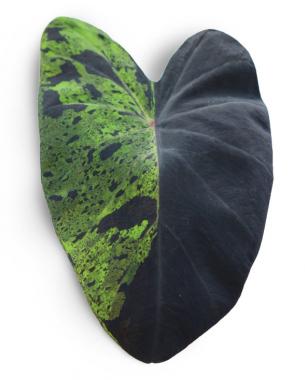 'Mojito' Leaf