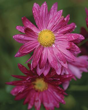 The History of the Chrysanthemums, sometimes called mums or