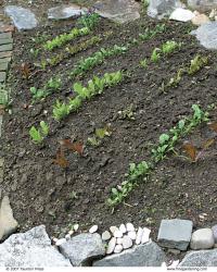 Raised bed