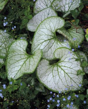 Brunnera macrophylla ‘Jack Frost’