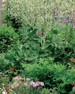 Crambe cordifolia