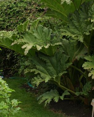 Gunnera manicata