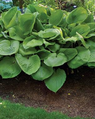 Hosta ‘Sum and Substance’