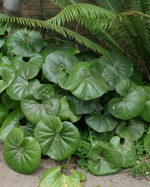 Ligularia tussilaginea 'Gigantea'