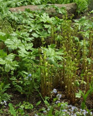 Podophyllum peltatum