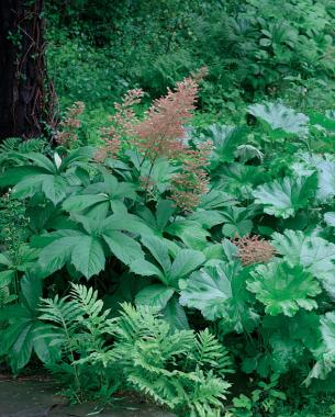 Rodgersia aesculifolia (left) and Darmera peltata (right