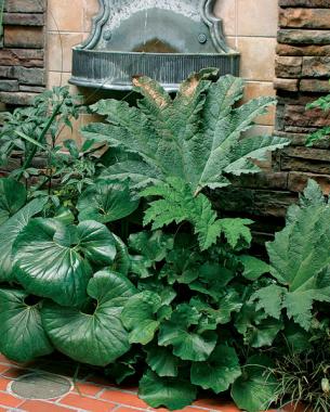 Multiple large-leaved perennials