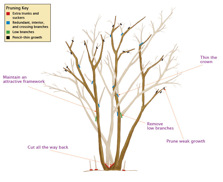 Pruning Crape Myrtles Diagram