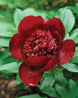 Peony 'Cytherea' Plant Care Guide