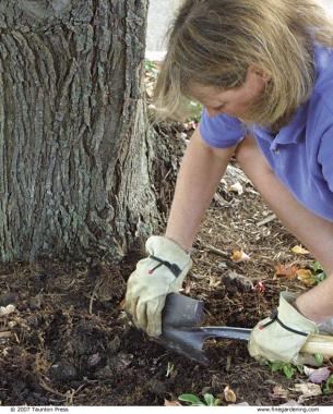 digging with a shovel near a tree