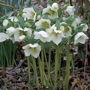 close up of white hellebores 