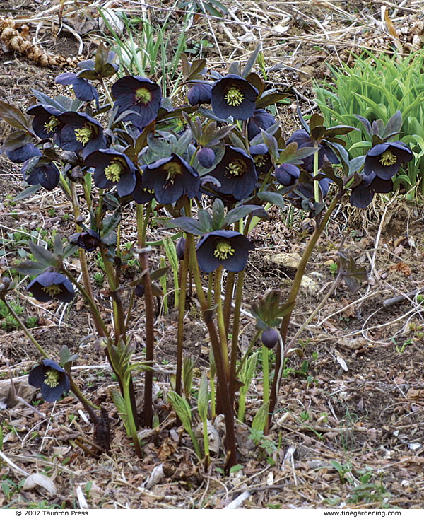 close up of deep purple hellebores