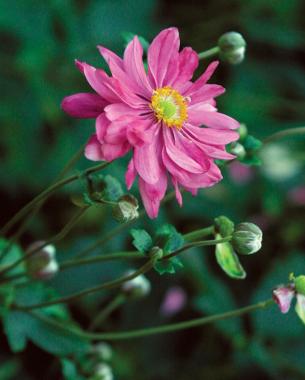 Fall-Blooming Anemones - FineGardening