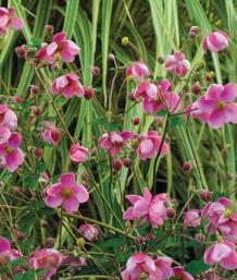 A. hupehensis ‘Hadspen Abundance’