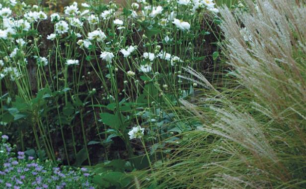 A. × hybrida ‘Whirlwind’